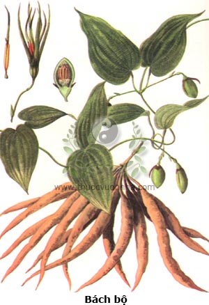 Cây Bách Bộ. Stemona tuberosa Lour - Cây Thuốc Nam Quanh Ta
